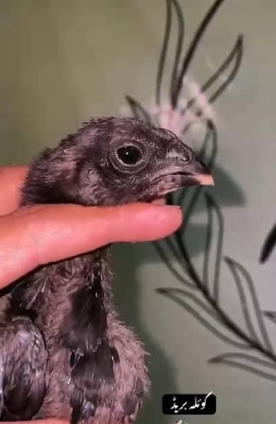Thai black Dragon chicks