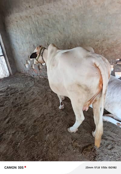 چولستانی نوکری گلابی ہونٹ پچھڑی