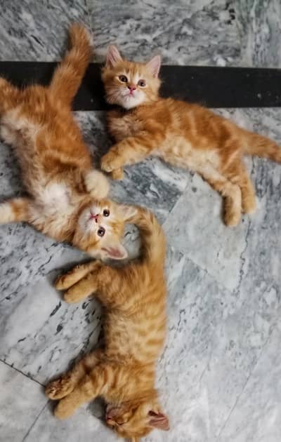 3 Female Persian kittens