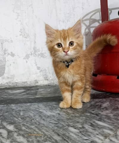 3 Female Persian kittens