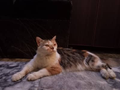 Persian cat for sale