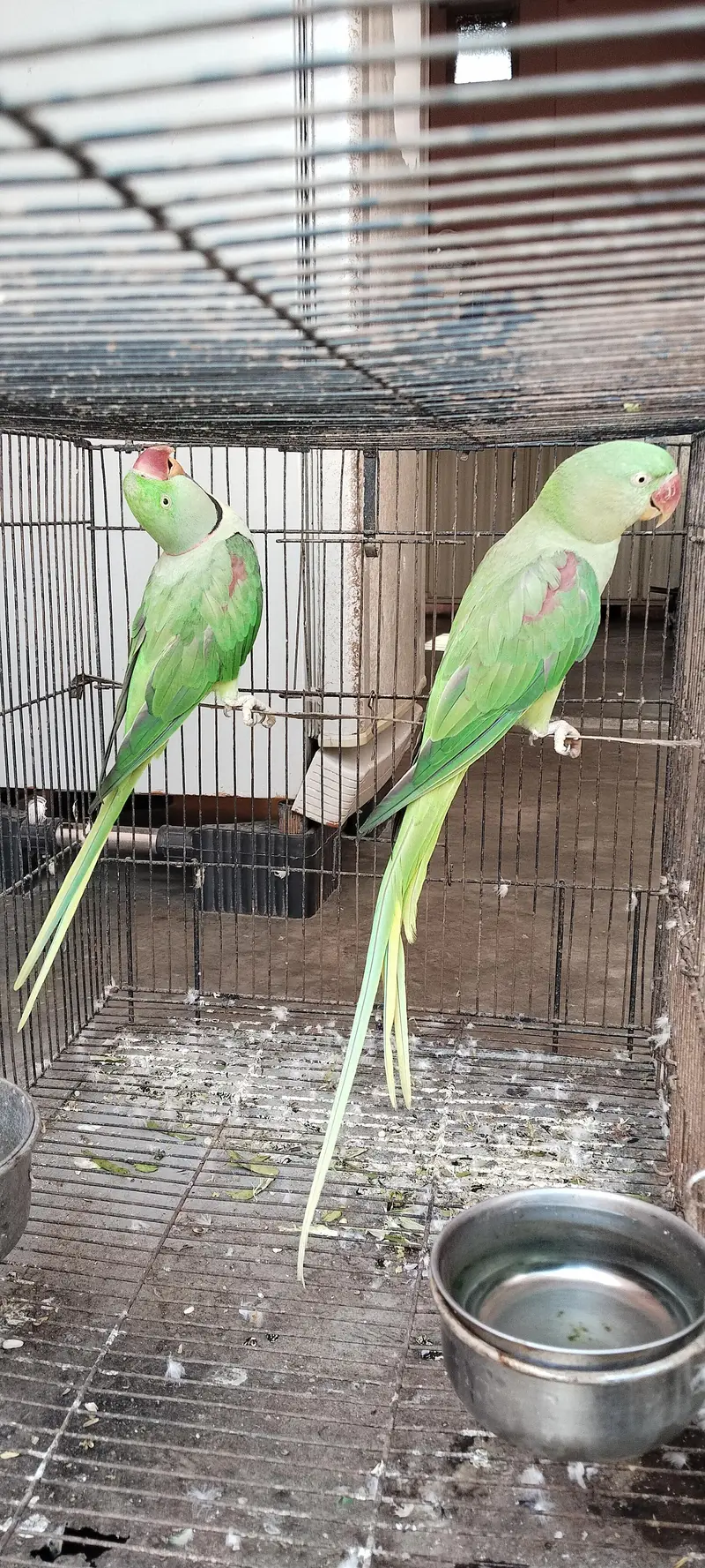 raw parrot pair active and healthy
