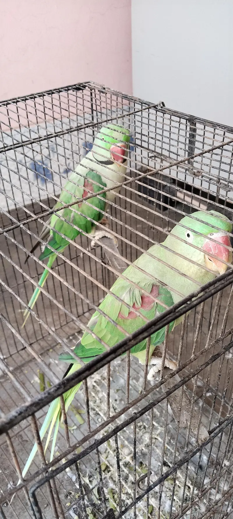 raw parrot pair active and healthy — photo 2