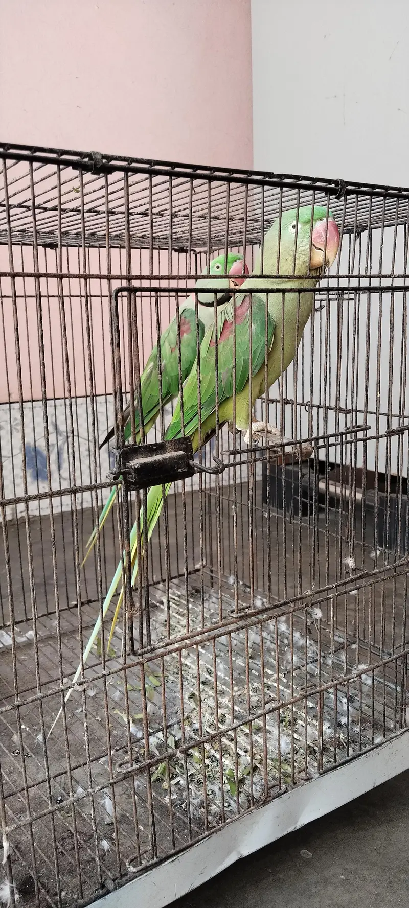 raw parrot pair active and healthy — photo 3