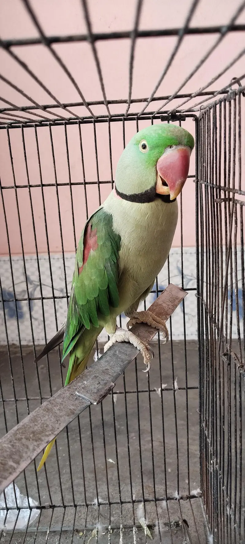raw parrot pair active and healthy — photo 4