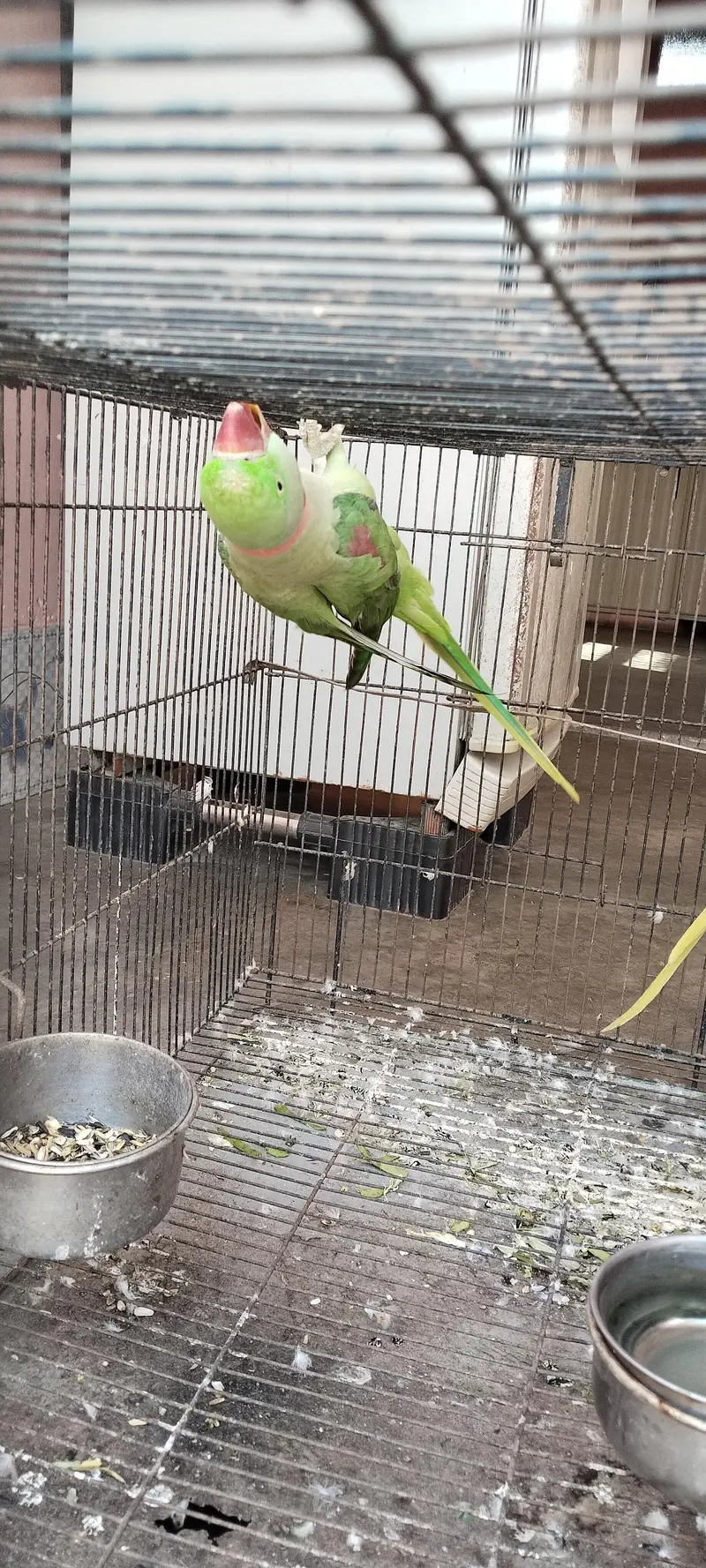 raw parrot pair active and healthy — photo 5