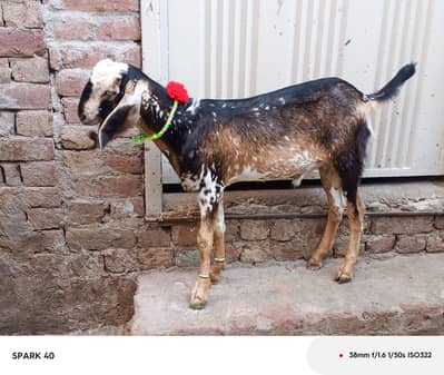 Bakra For Sale