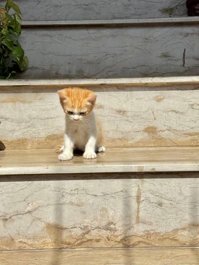 beautiful cats for sale