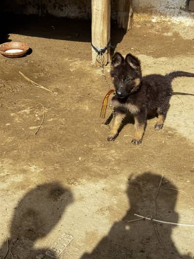 German Shepherd or alshishan cross