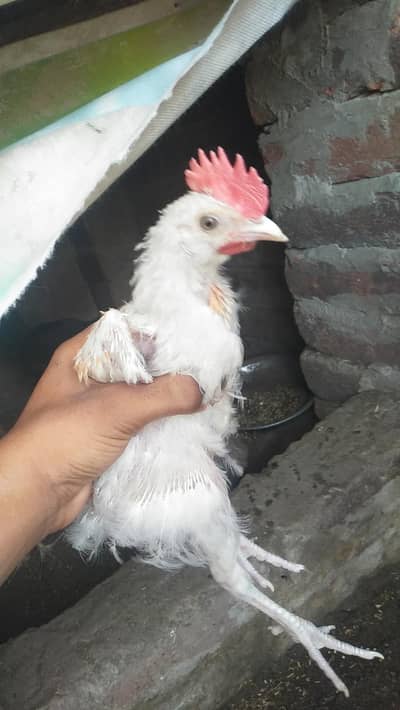 Pure Desi Patha Pathiya Ghar ki breed ha [Kurak ki guarantee ka Sath]