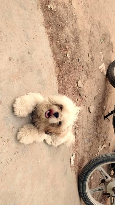 Shih tzu Puppy