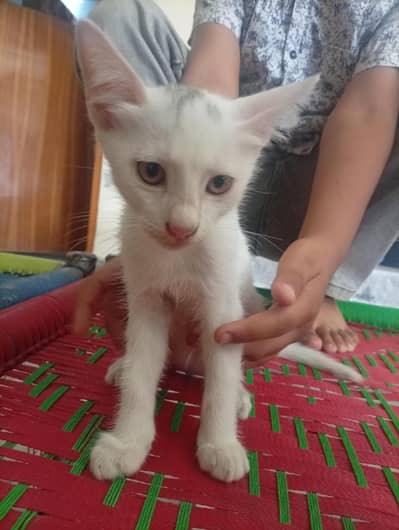 i wanted to sell this kitten because i can't take care of this kitten
