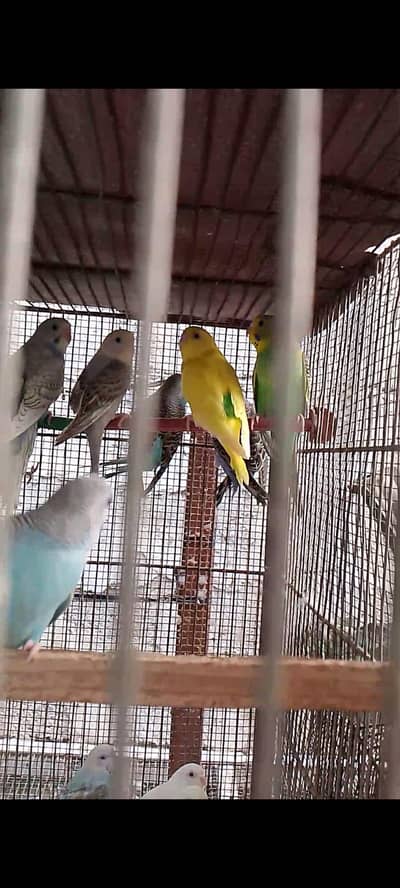 mix budgies pathay