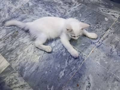 Kittens | Persian Kitten | Persian Cat | white Persian Kitten For Sale