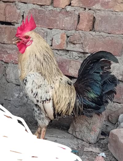 FULL ACTIVE HEN FOR SALE