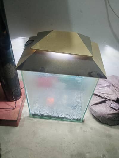 fish aquarium
