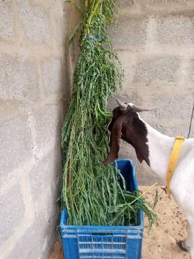 goat for sale
