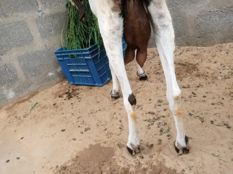goat for sale — photo 2