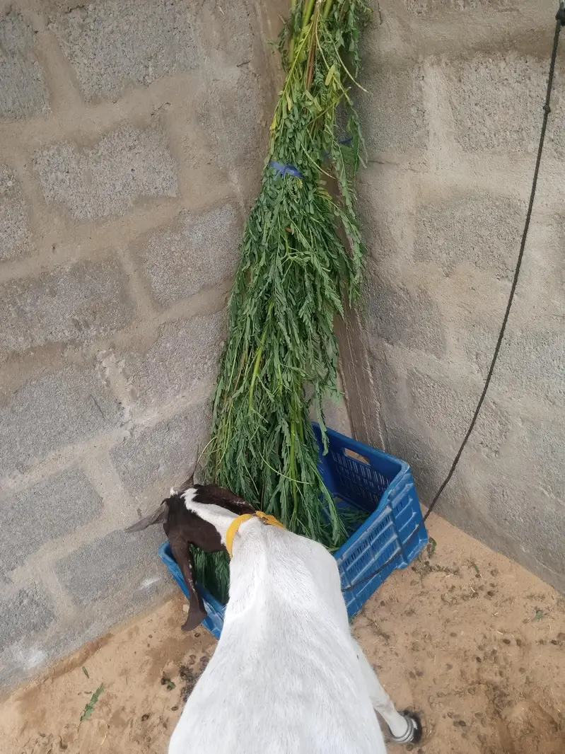 goat for sale — photo 3