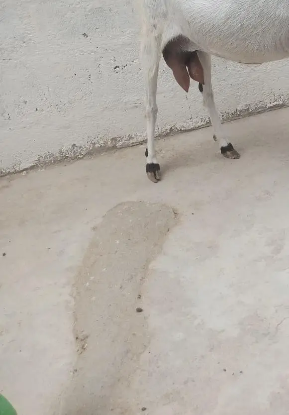 goat for sale — photo 5
