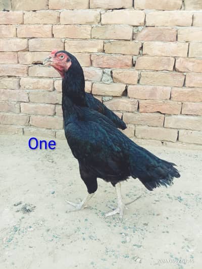 High quality  three aseel murgia for sale. 03075952387
