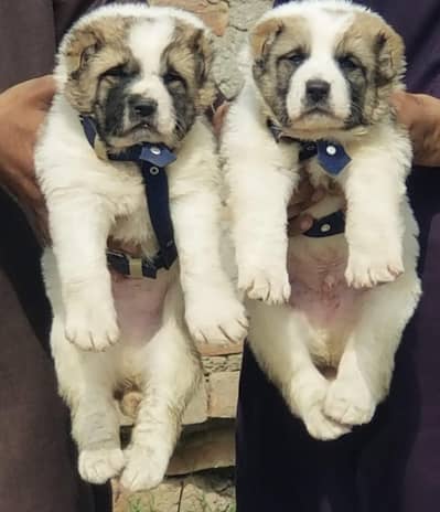 Afghan Kochi puppys double body double haddi full security for sale