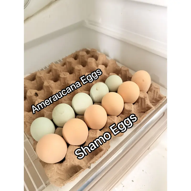 White O Shamo Eggs, Chicks & Breeder | Heavy Size Premium Breed — photo 10