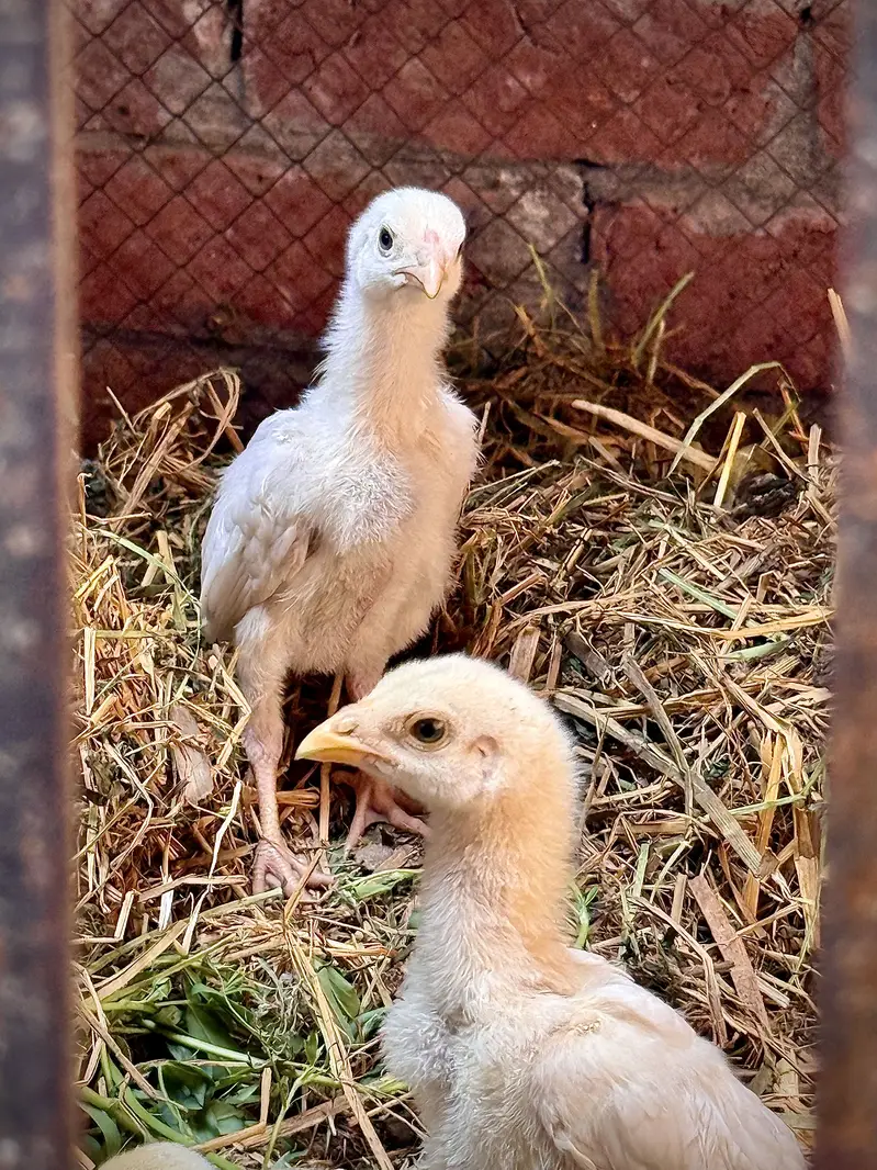 White O Shamo Eggs, Chicks & Breeder | Heavy Size Premium Breed — photo 2