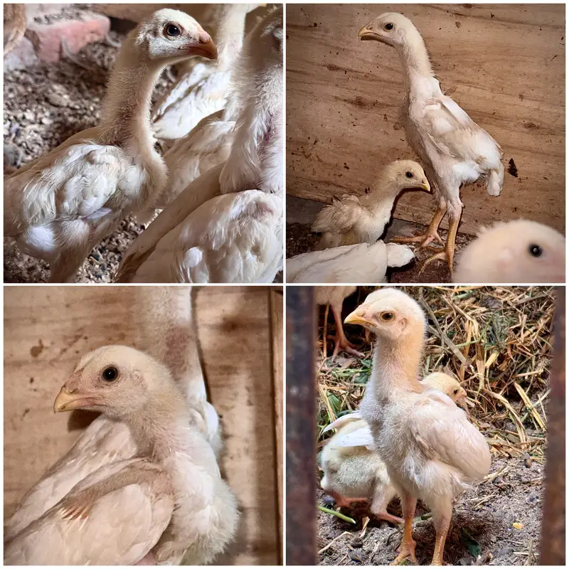 White O Shamo Eggs, Chicks & Breeder | Heavy Size Premium Breed — photo 3