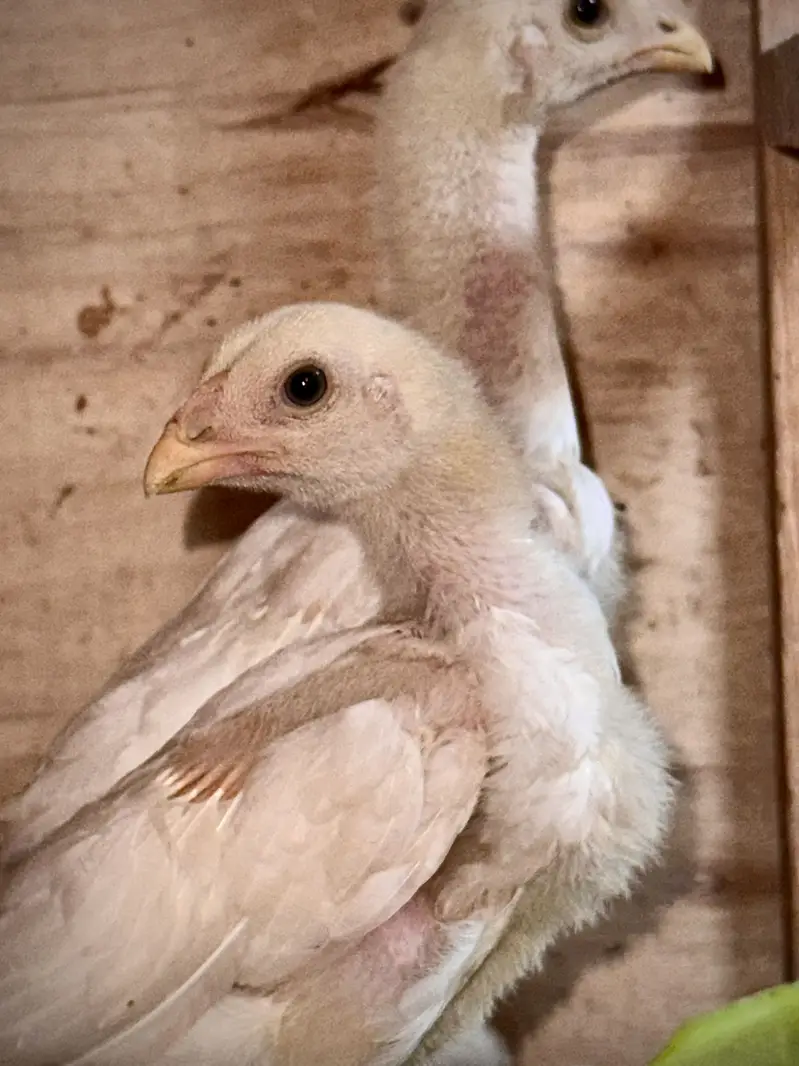 White O Shamo Eggs, Chicks & Breeder | Heavy Size Premium Breed — photo 4