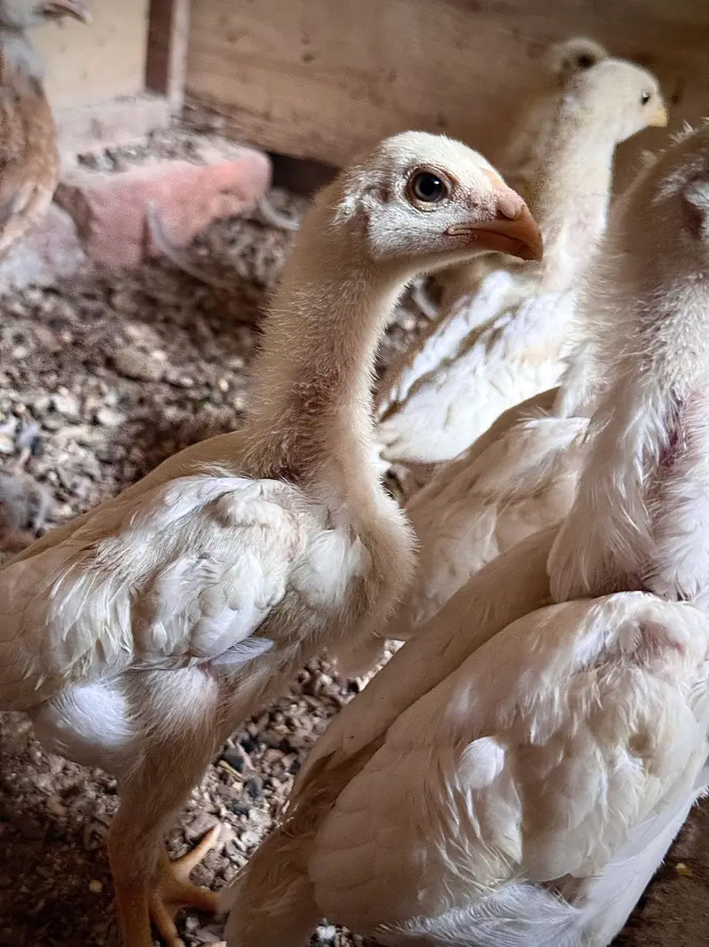 White O Shamo Eggs, Chicks & Breeder | Heavy Size Premium Breed — photo 5