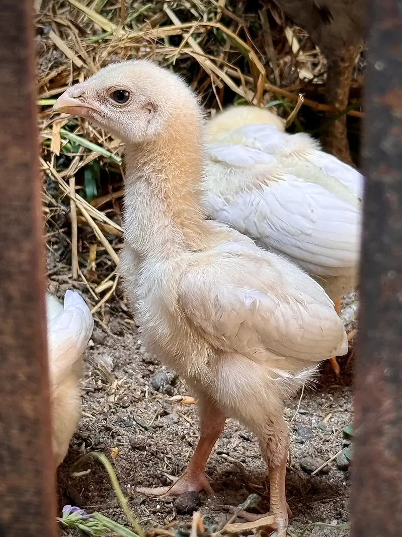 White O Shamo Eggs, Chicks & Breeder | Heavy Size Premium Breed — photo 6