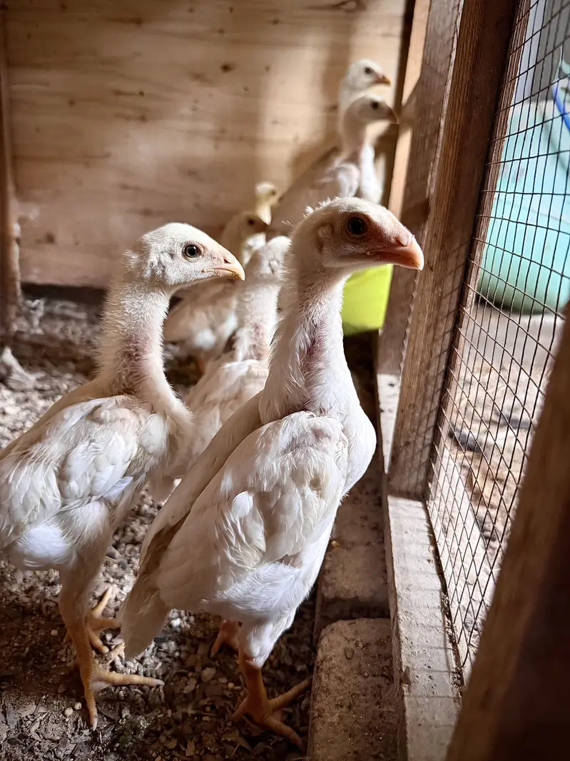 White O Shamo Eggs, Chicks & Breeder | Heavy Size Premium Breed — photo 7