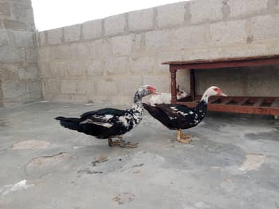 Mascovy Desi bhi hai