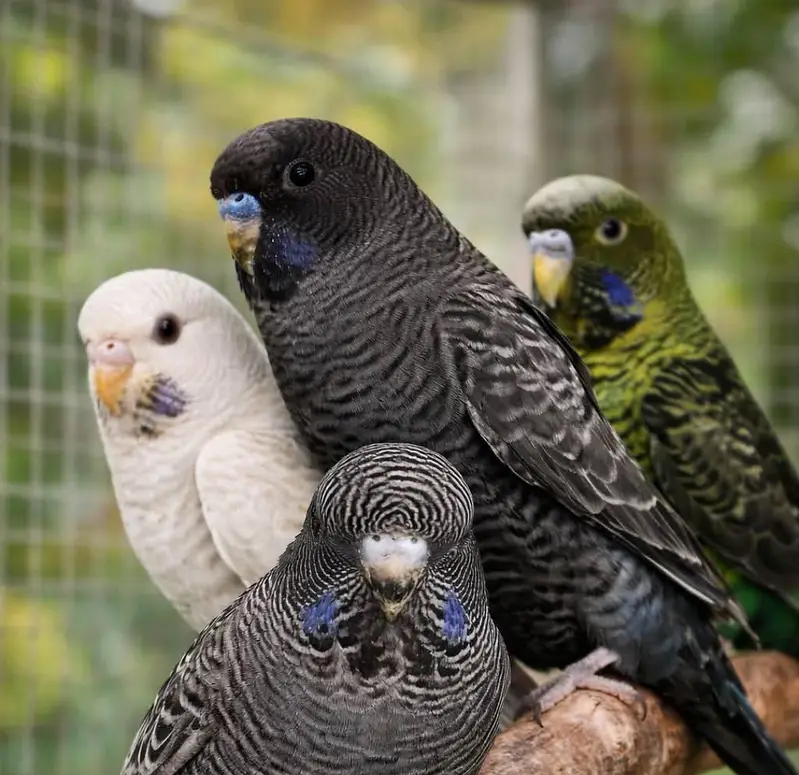 Bajree Birds | Albino | Black Face | Black Wings | Combos |Parrots — photo 7