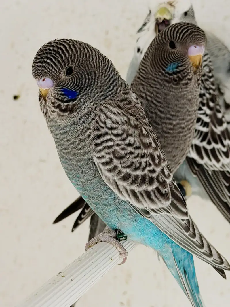 Bajree Birds | Albino | Black Face | Black Wings | Combos |Parrots — photo 8