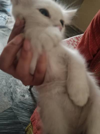 Persian cat in just Rs 1500 you must've buy .
