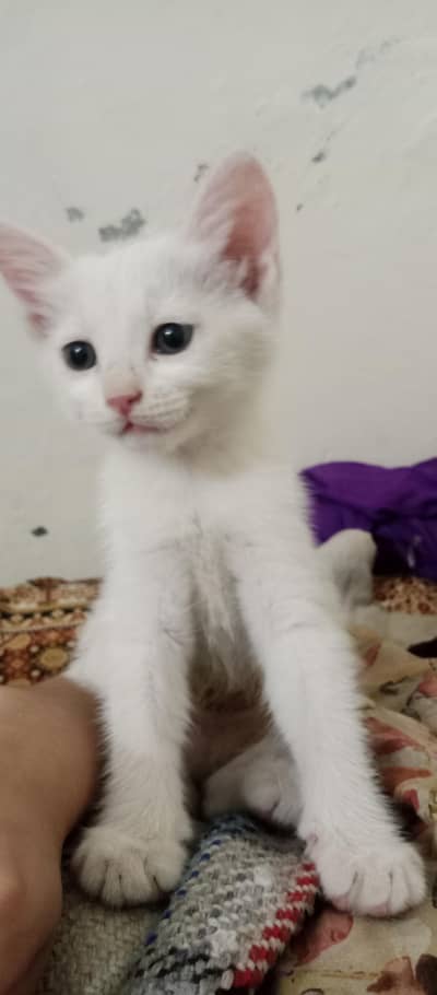 Persian cat in just Rs 1k you should definitely buy .