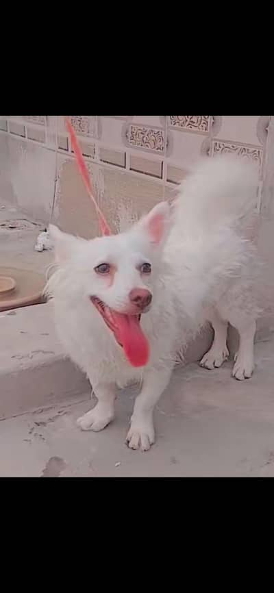 Russian female dog