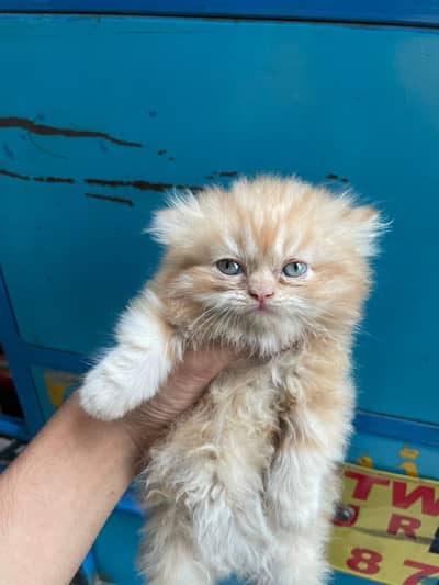 2 kittens available good quality