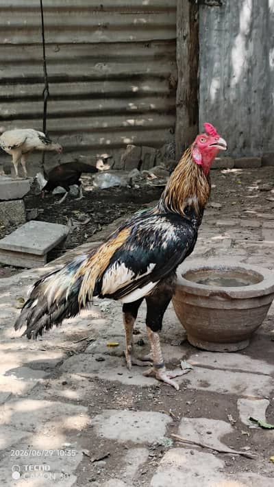 breeder jora for sale videos available watsapp