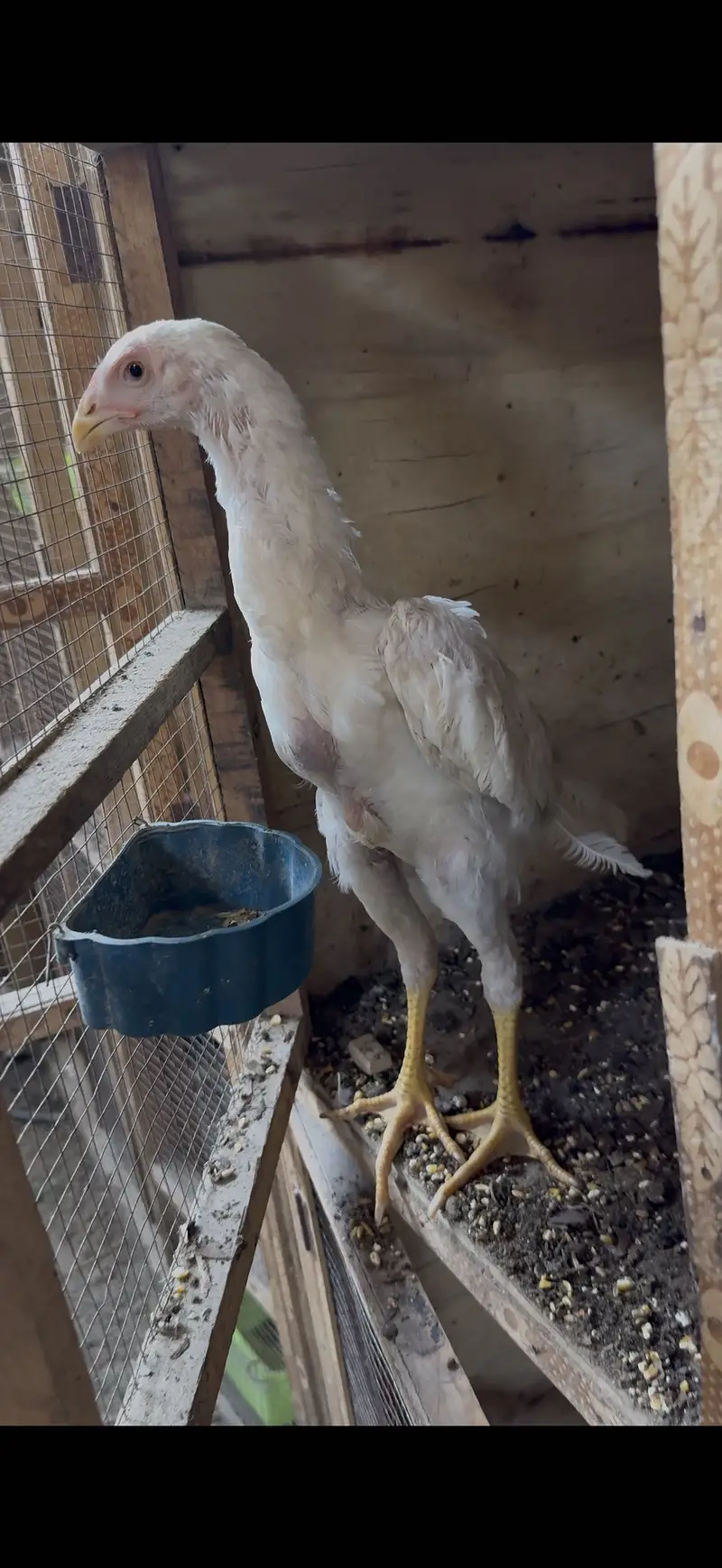 White O Shamo Eggs, Chicks & Breeder | Heavy Size Premium Breed — photo 8