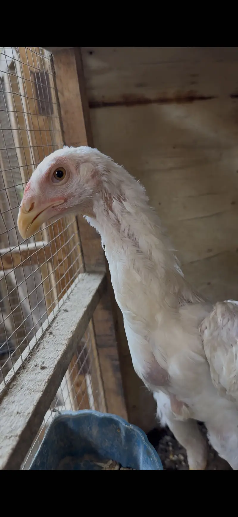 White O Shamo Eggs, Chicks & Breeder | Heavy Size Premium Breed — photo 9