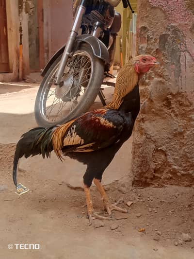 aseel black jawa pair and one chick