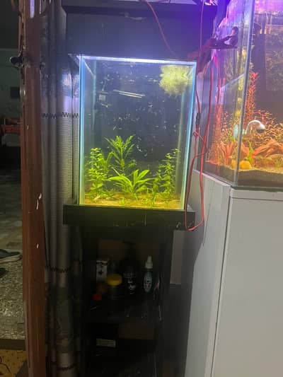 aquarium plants