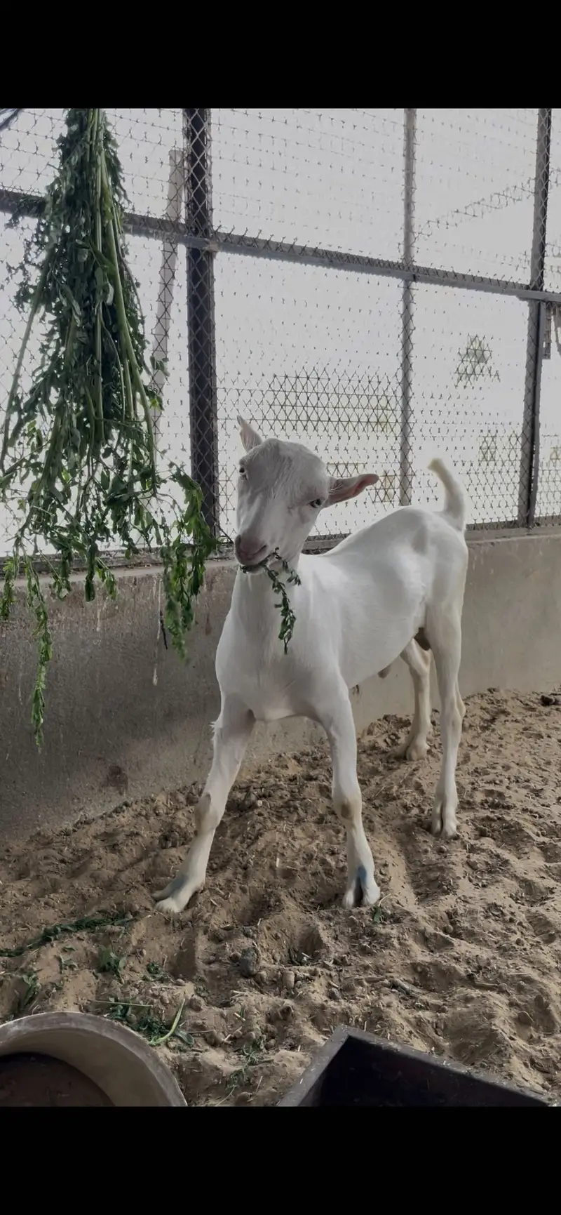 Top quality tedda male age 4 months — photo 6
