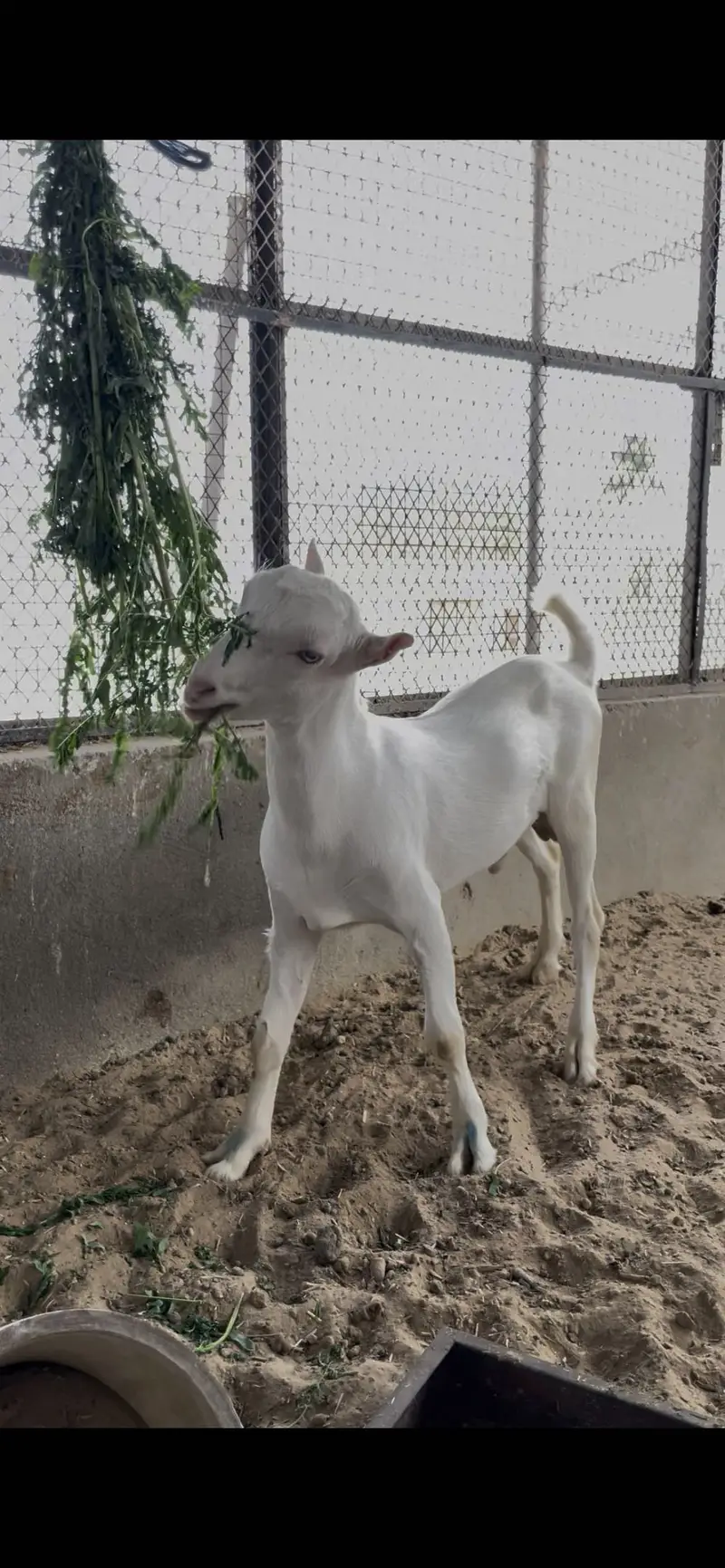Top quality tedda male age 4 months — photo 7