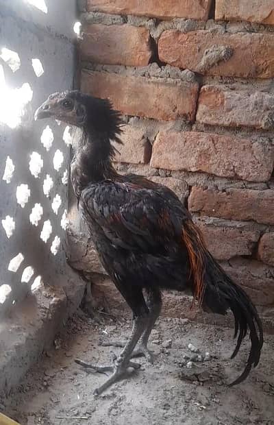 5 month old aseel dragon pure breed patha availale | 03106897932 |