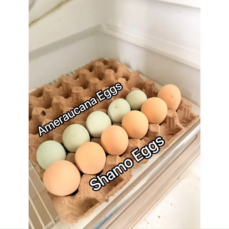 Pure Ameraucana Blue/Green Egg Layer Breed | Eggs, Chicks, Breeders — photo 2