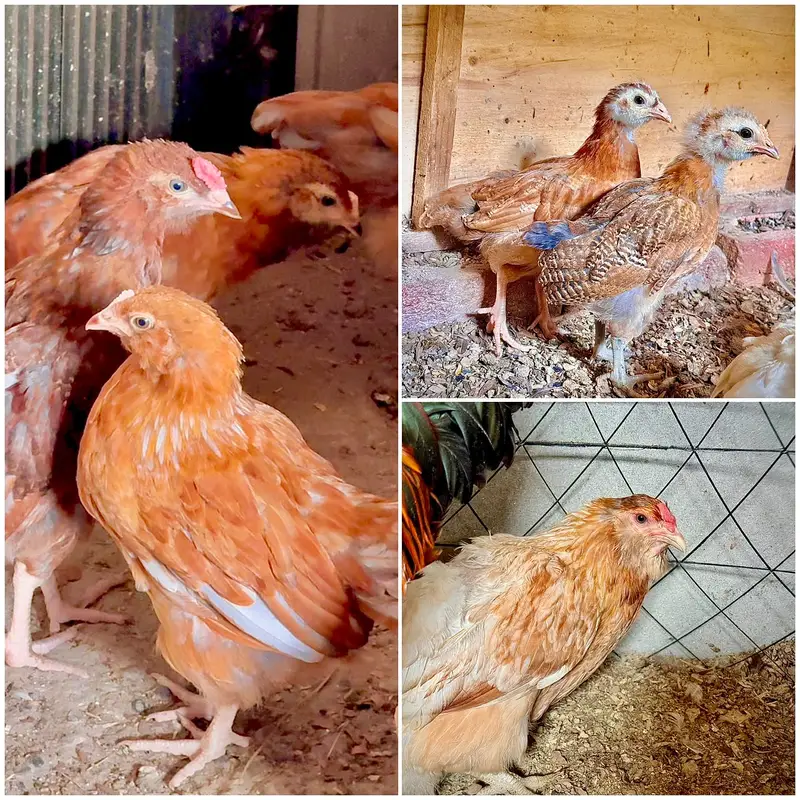 Pure Ameraucana Blue/Green Egg Layer Breed | Eggs, Chicks, Breeders — photo 3